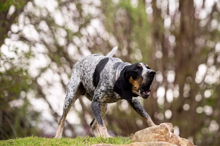 A coonhound bays outdoors.