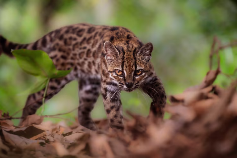 A Leopardus tilcayo at Senda Verde Animal Refuge in Bolivia’s Yungas region.