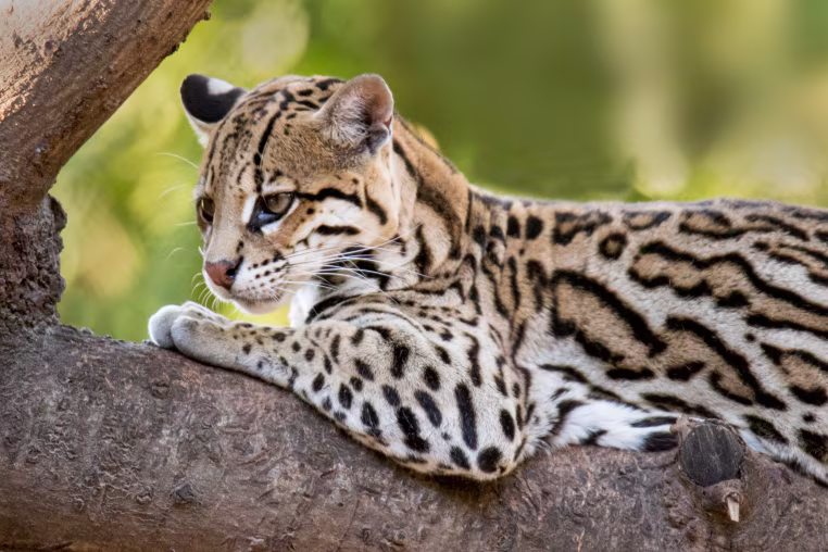 Ocelot close-up.