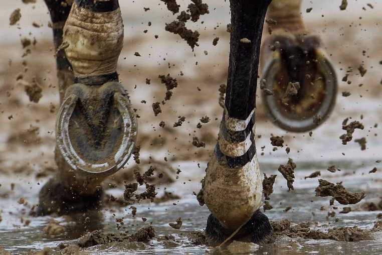 A horse runs through some mud. 