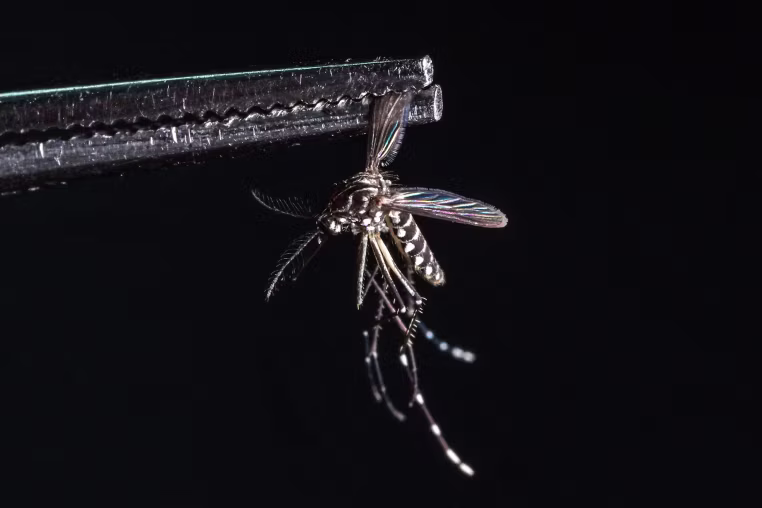 A dead Aedes aegypti mosquito is held by a pair of pliers