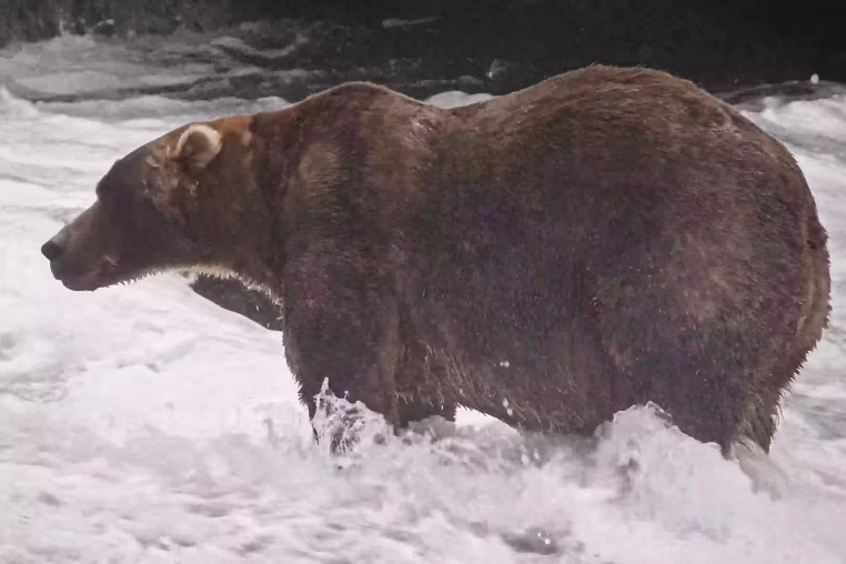Alaska Fat Bear Week
