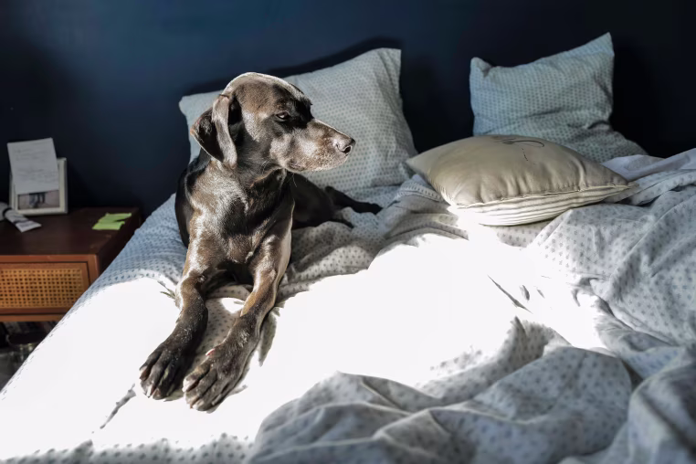 dog laying in a bed with light streaming in through the window