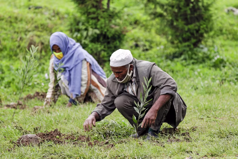 Tree-planting campaign in Ethiopia