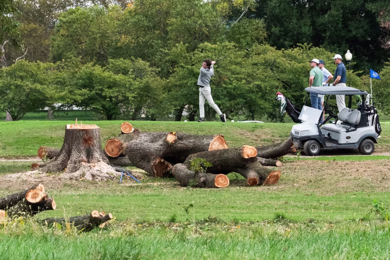 Felled trees and a tree stump are seen as golfers play on the golf course