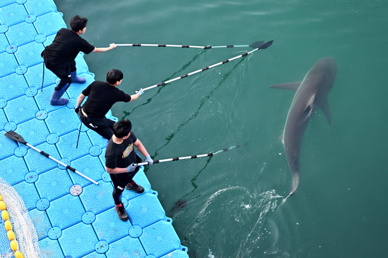 Image: South Korean officials use paddles to guide a shark.