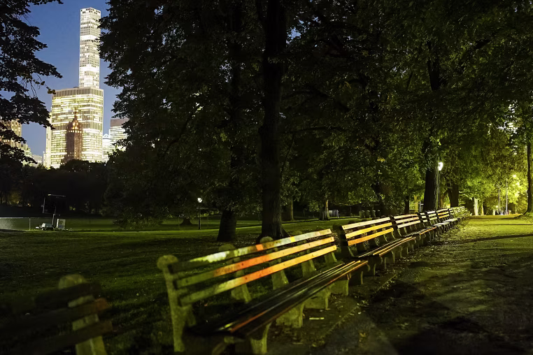 New York skyscrapers are seen through silhouetted foliage in Central Park at night.