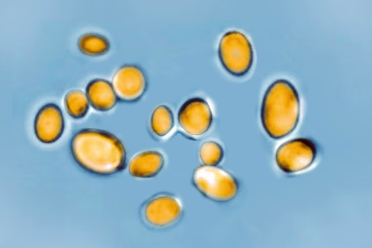 Candida auris 