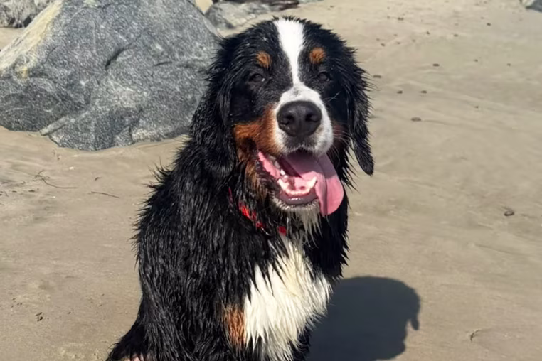 Image: A Bernese Mountain Dog on the beach.