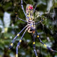 The Joro spider, a large spider native to East Asia, is seen in Johns Creek, Ga., on Oct. 24, 2021.