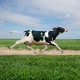 Image: Cow running on dirt path in crop field