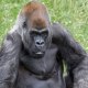 Image: Ozzie the gorilla