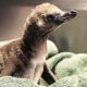 A new penguin chick is being raised by a pair of gay male penguins at the Rosamond Gifford Zoo.