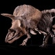 The fossilized "Big John" triceratops skeleton