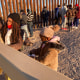 Una migrante cubana y su hija esperan a ser procesadas por la Patrulla Fronteriza en Yuma, Arizona.