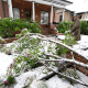 A homeowner surveys damage to a black walnut tree after a branch was brought down after a spring storm swept over the intermountain West and blanketed the region with up to 2 feet of snow Saturday, May 21, 2022, in Denver.