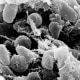 Yersinia pestis bacteria