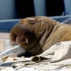A young female walrus, nicknamed "Freya," rests on a boat in Frognerkilen, Norway, on July 19, 2022.