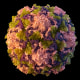 A 2014 illustration made available by the U.S. Centers for Disease Control and Prevention depicts a polio virus particle.