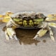 Image: European Green Crab, (Carcinus maenas), Wadden Sea, North Sea Coast, Schleswig-Holstein, Germany
VARIOUS