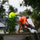 People remove downed trees in Puerto Rico