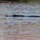 NBC News' Jesse Kirsch points out what appears to be an alligator swimming in floodwaters covering what used to be a residential street in Orlando, Fla.