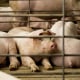Piglets sit in a pen at a farm in Walcott, Iowa