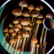 Psilocybin mushrooms in Washington, D.C., on Feb. 5, 2020.