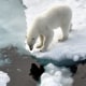 A polar bear stands on an ice floe in the Arctic Ocean in 2015.