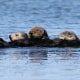 FILE - Sea otters are seen together along the Elkhorn Slough in Moss Landing, Calif., on March 26, 2018. A nonprofit group that aims to protect endangered species asked the U.S. Fish and Wildlife Service on Thursday, Jan. 19, 2023, to reintroduce sea otters to a stretch of the West Coast from Northern California to Oregon. (AP Photo/Eric Risberg, File)