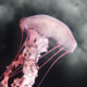 Beautiful jellyfish floating in water