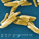 Image: Mycobacterium tuberculosis bacteria