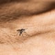 Aedes aegypti mosquito