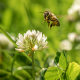 Close up of wild bee in mid-air next to a clover flower.