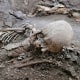 Skeletons uncovered in Pompeii date back to 79AD.