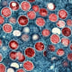 Image: This colorized electron microscope image shows mpox particles, red, found within an infected cell, blue, cultured in a laboratory in Fort Detrick, Md.