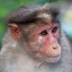 A rhesus macaques monkey. 