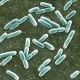 An electron micrograph scan of Escherichia Coli.