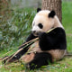 Giant pandas Mei Xiang, left and her cub Xiao Qi Ji eat bamboo at The Smithsonian's National Zoo in Washington