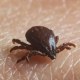 Brown dog tick.