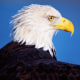 Close-up of a bald eagle