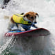 Mauro Canella and his dog Efruz ride surf in San Bartolo, Peru