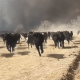 Cattle running through smoke from fires in Stinnett, Texas on Feb. 26, 2024. 