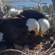 A pair of bald eagles standing over eggs in a nest atop a tree overlooking Big Bear Lake in the San Bernardino Mountains in southern Calif
