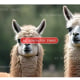 Side by side images of pairs of AI generated Llamas, one cropped