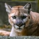 A mountain lion.
