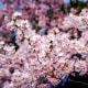 Cherry Blossoms Bloom Around DC Tidal Basin