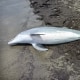 NOAA Fisheries received a report of a dead bottlenose dolphin on West Mae’s Beach in Cameron Parish, La.
