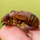 A periodical cicada nymph is held