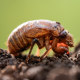 A periodical cicada nymph